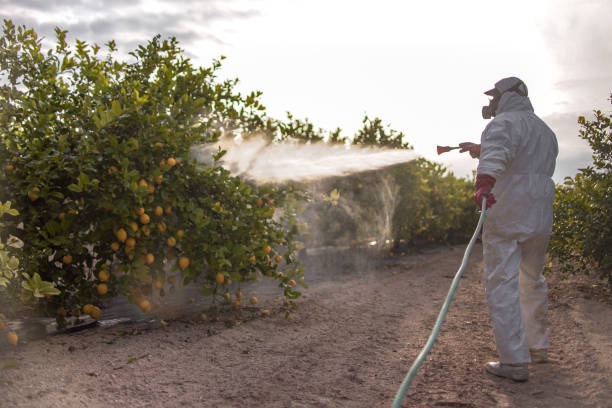 Wasp Removal Services in Waxahachie, TX